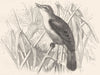 BIRDS. Singing. Reed Warbler c1870 old antique vintage print picture