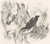 BIRDS. Singing. Sedge Warbler c1870 old antique vintage print picture