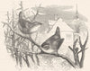 BIRDS. Singing. common Wren c1870 old antique vintage print picture