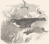 BIRDS. Singing. Rock Pipit c1870 old antique vintage print picture