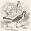 BIRDS. Singing. Mountain Wagtail c1870 old antique vintage print picture