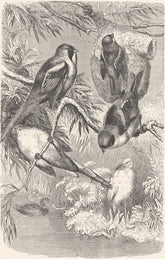 BIRDS. Singing. Bearded & Penduline Tits c1870 old antique print picture