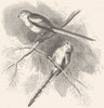 BIRDS. Singing. Tits. Long-tailed Titmouse c1870 old antique print picture