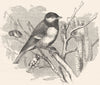 BIRDS. Singing. Great Tit c1870 old antique vintage print picture