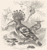 BIRDS. Searcher. Tree Climber. Hoopoe c1870 old antique vintage print picture