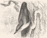 BIRDS. Searcher. Tree Climber. Common Nuthatch c1870 old antique print picture
