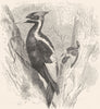 SEARCHER. Tree Climber. Ivory-Billed Woodpecker c1870 old antique print