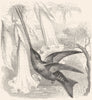 BIRDS. Searcher. Hummingbird. Sword-bill c1870 old antique print picture