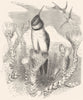 BIRDS. Searcher. Hummingbird. Chimborazian Hill-star c1870 old antique print