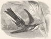 BIRDS. Searcher. Hummingbird. Brazilian Fairy c1870 old antique print picture