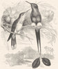 SEARCHERS. Hummingbird. White Footed Racket-Tail c1870 old antique print