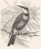 BIRDS. Searcher. Light-Beak. Australian Bee-Eater c1870 old antique print