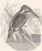 BIRDS. Searcher. Kingfisher. European c1870 old antique vintage print picture