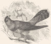 BIRDS. Searcher. Cuckoo c1870 old antique vintage print picture