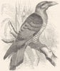 BIRDS. Searcher. Cuckoo. Giant, Channel-Bill c1870 old antique print picture