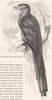 BIRDS. Searcher. Cuckoo. Kokil, Green-Billed Malkoha c1870 old antique print
