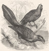 BIRDS. Searcher. Cuckoo. Wrinkled-beaked Tick-eater c1870 old antique print