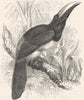 BIRDS. Searcher. Hornbill. Arassari c1870 old antique vintage print picture