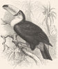 BIRDS. Searcher. Hornbill. Toco Toucan c1870 old antique vintage print picture