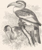 BIRDS. Searcher. Hornbill. Tok c1870 old antique vintage print picture