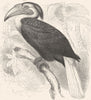 BIRDS. Searcher. Hornbill. Djolan, Year Bird c1870 old antique print picture