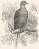 GALLINACEOUS BIRDS. Pigeon. Passenger c1870 old antique vintage print picture