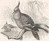 GALLINACEOUS BIRDS. Pigeon. Crested Bronze-wing c1870 old antique print