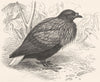 BIRDS. Gallinaceous Quail Pigeon. Hackled Ground c1870 old antique print