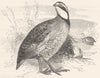 GALLINACEOUS PARTRIDGE. Virginian c1870 old antique vintage print picture