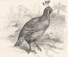 GALLINACEOUS PARTRIDGE. Californian c1870 old antique vintage print picture