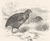 GALLINACEOUS PARTRIDGE. Common Quail c1870 old antique vintage print picture