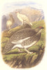 BIRDS. Gallinaceous Bird. Partridge. Ptarmigan c1870 old antique print picture