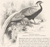 GALLINACEOUS BIRDS. Phasianidae. Silver Pheasant c1870 old antique print