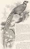 GALLINACEOUS BIRDS. Phasianidae. Reeves Pheasant c1870 old antique print