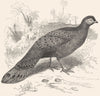 PHASIANIDAE. Chinquis, Assam Peacock Pheasant c1870 old antique print picture