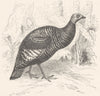 GALLINACEOUS TUFTED GUINEA FOWL. Ocellated Turkey c1870 old antique print