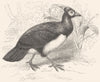 BIRDS. Gallinaceous Bird. Tufted Guinea Fowl. Maleo c1870 old antique print