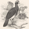GALLINACEOUS CURASSOWS, HOCCOS. Crested Curassow c1870 old antique print