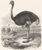 BIRDS. Short-Winged Cursorial bird. Ostrich c1870 old antique print picture
