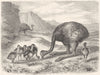 SHORT-WING CURSORIAL OSTRICH. True Nandu, American c1870 old antique print