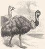 BIRDS. Short-Winged Cursorial bird. Emus. Emu c1870 old antique print picture