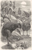 SHORT-WINGED CURSORIAL BIRDS. Cassowary. kivi-kivi c1870 old antique print