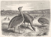 BIRDS. Stilt-Walker. Bustard c1870 old antique vintage print picture
