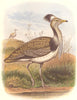 BIRDS. Stilt-Walker. Bustard. Houbara 1 quarter c1870 old antique print