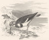 BIRDS. Stilt-Walker. Plover. Turnstone c1870 old antique vintage print picture