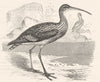 STILT-WALKER. Curlew. Great c1870 old antique vintage print picture