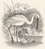 BIRDS. Stilt-Walker. Spoonbills. Spoonbill c1870 old antique print picture