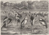 BIRDS. Stilt-Walker. Stork. Adjutant c1870 old antique vintage print picture