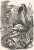 BIRDS. Stilt-Walker. Heron c1870 old antique vintage print picture