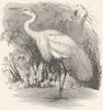 BIRDS. Stilt-Walker. Heron. Great White c1870 old antique print picture